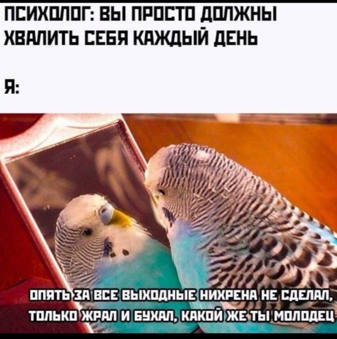 Попугай кричит