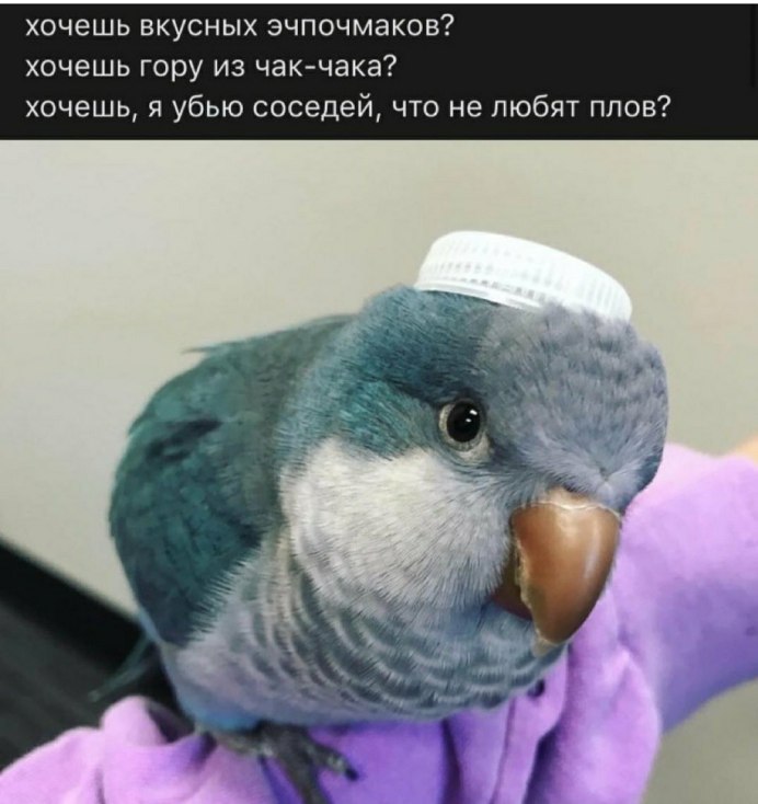 Попугай татарин Мем