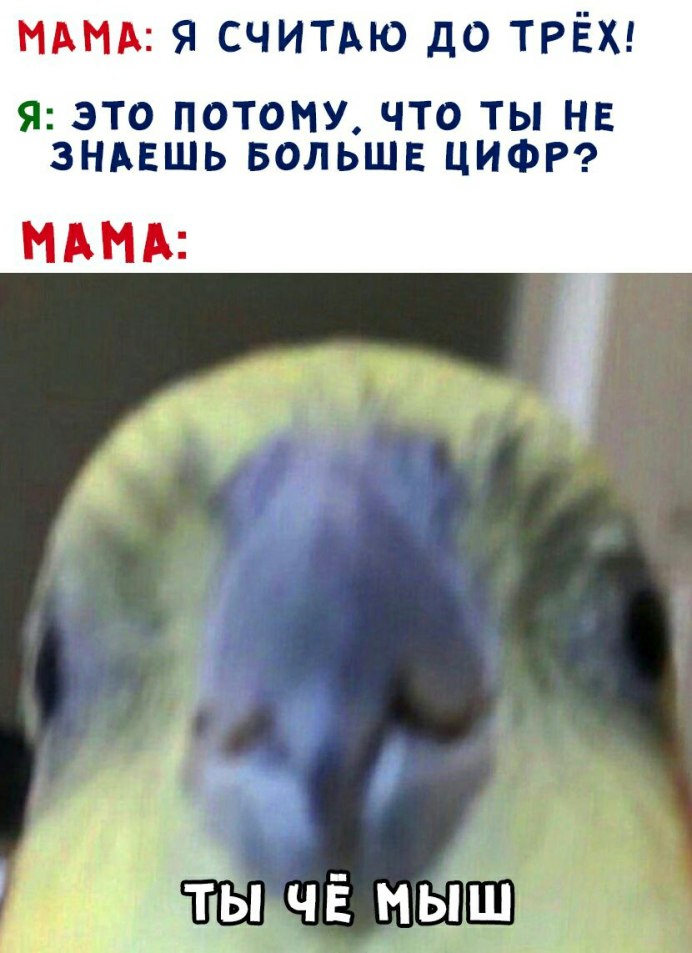Мемы с попугаями триггеред
