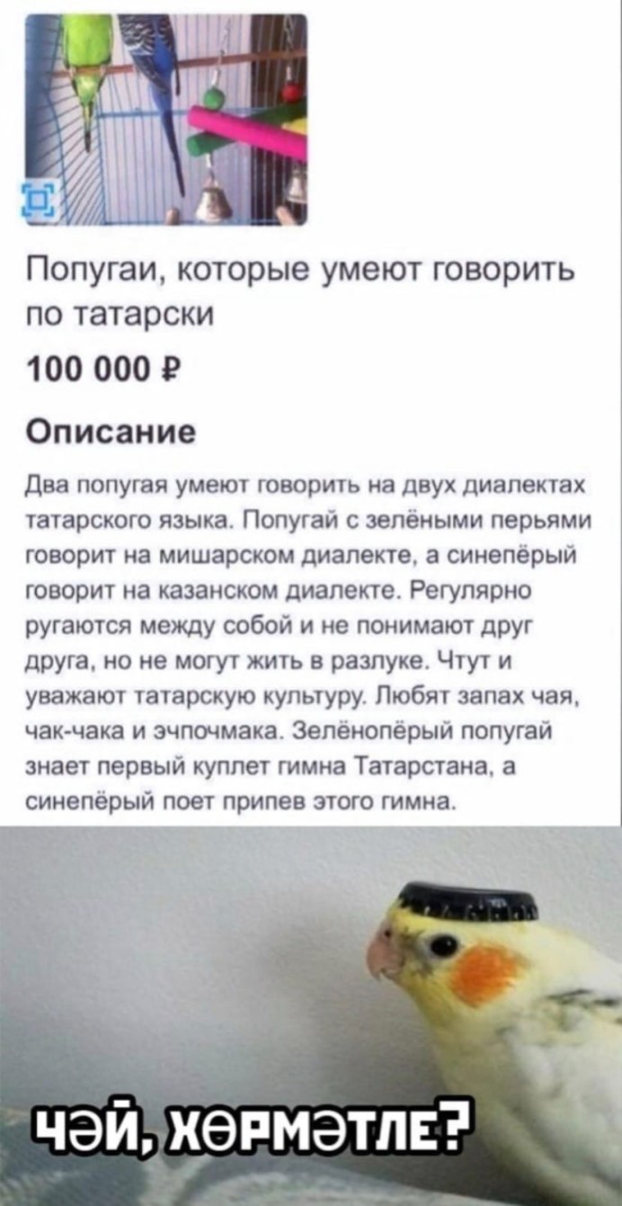 Попугай с ножом