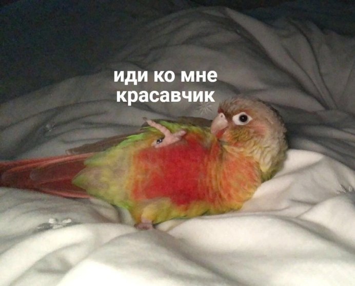 Плачущий попугай