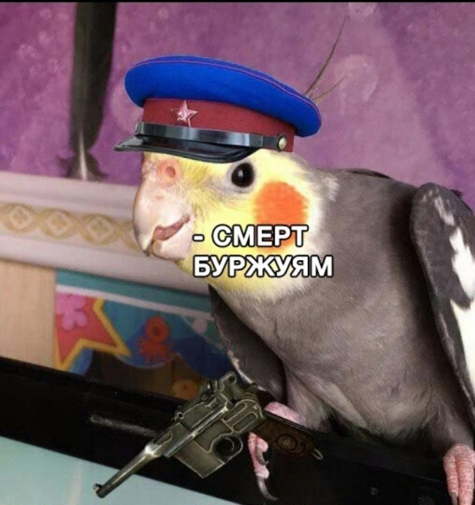 Орущий попугай Мем