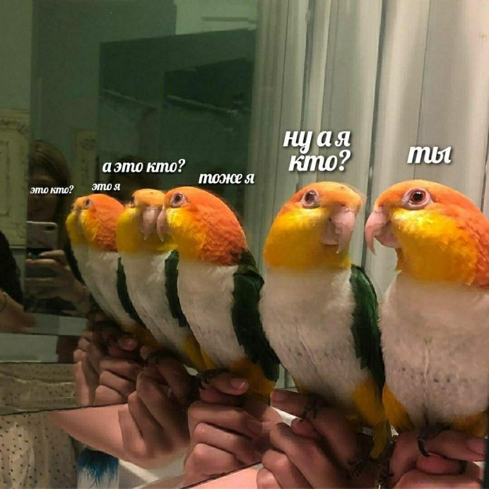 Попугай на аву
