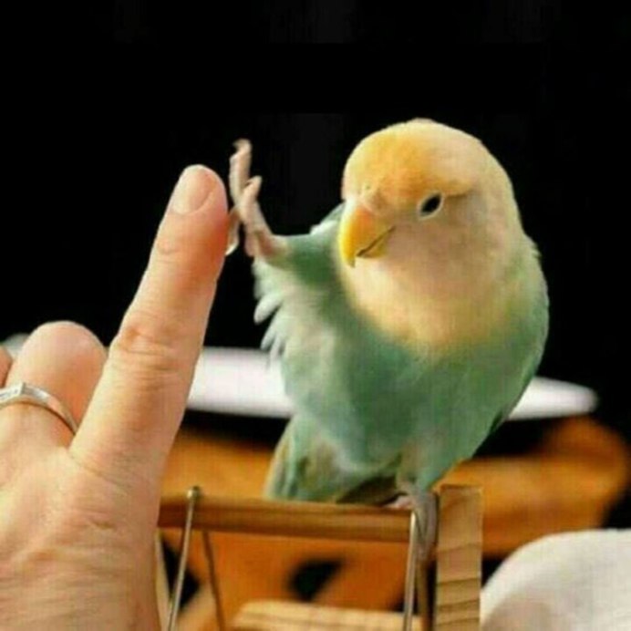 Мемы с попугаями