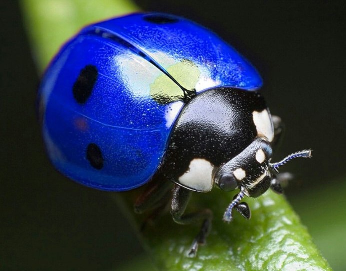 Божьей коровки Adalia bipunctata