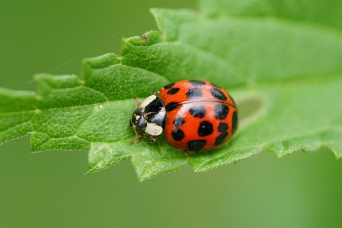 Ladybird Божья коровка