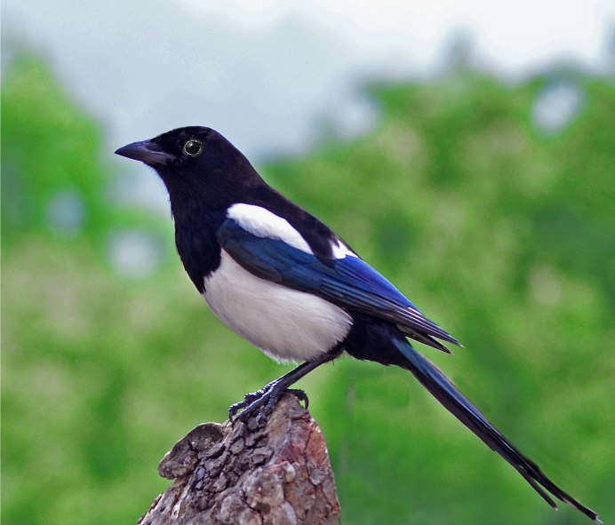 Grallina cyanoleuca