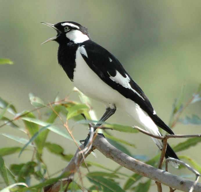 Magpie Robin