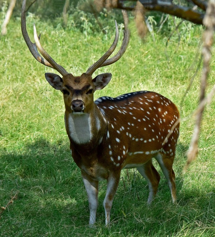 Пятнистый олень (Cervus Nippon)