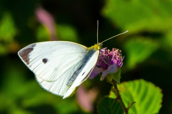 Бабочка-Белянка Pieris