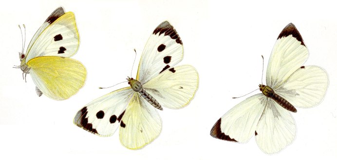 Белянка капустная или капустница - Pieris brassicae