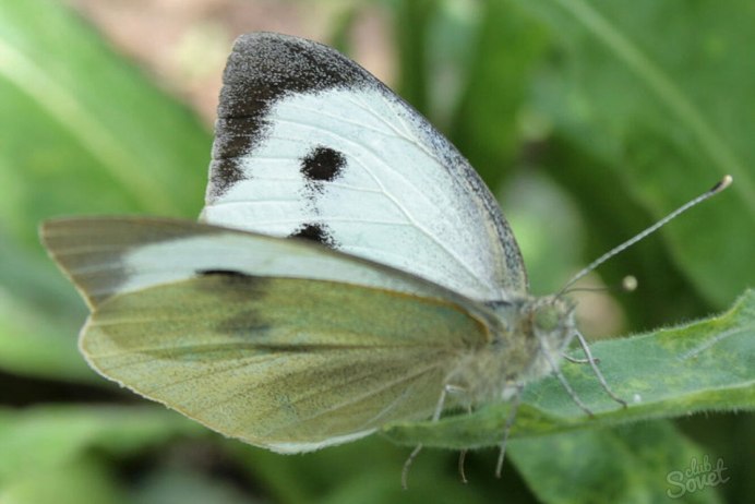 Pieris brassicae (Linnaeus, 1758)