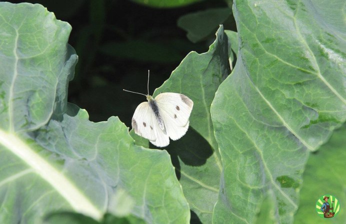 Капустница (Pieris brassicae)