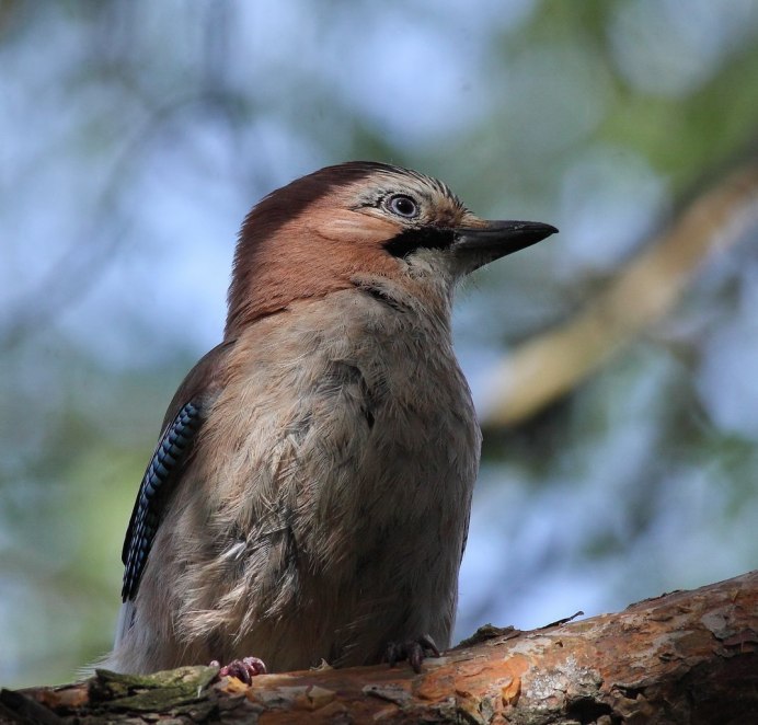 Сойка garrulus glandarius