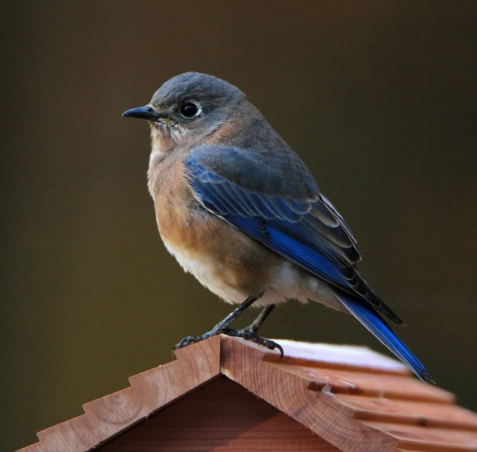 Turdus migratorius