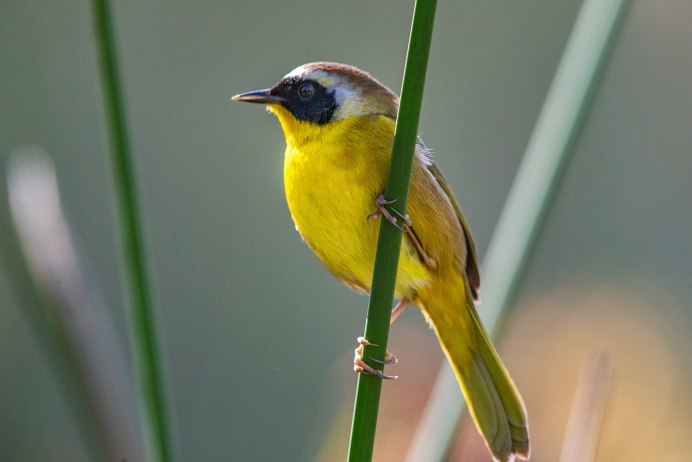 Protonotaria citrea