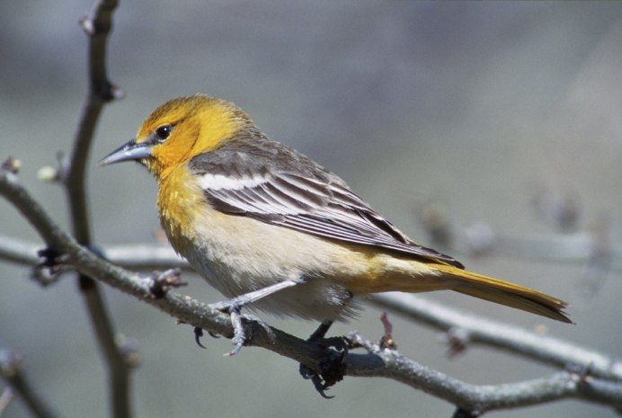Icterus nigrogularis