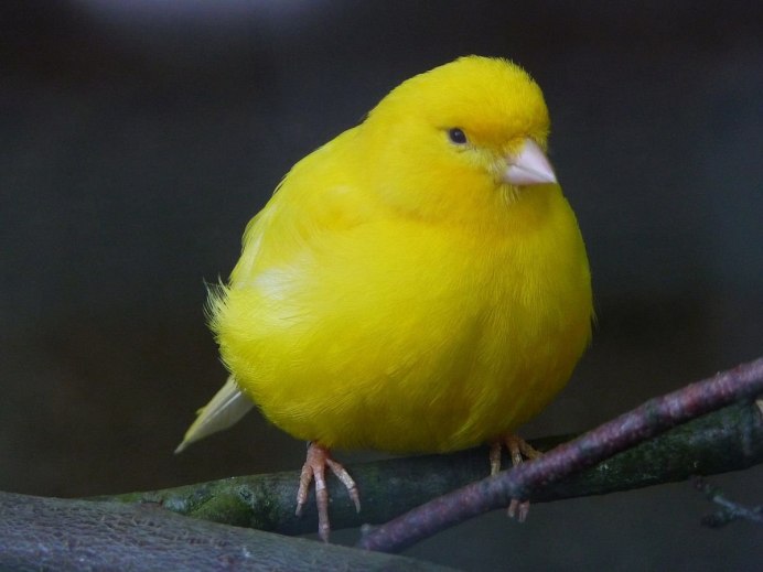 Желтогорлый певун (Geothlypis trichas)