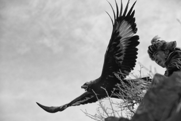 Spizaetus Tyrannus