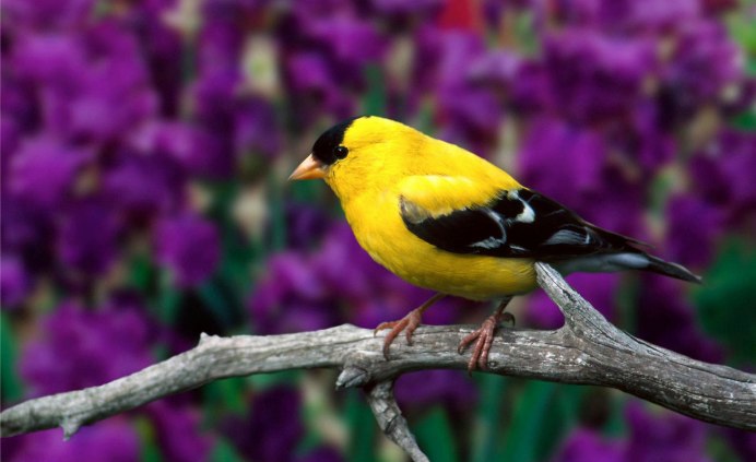 American Goldfinch птица