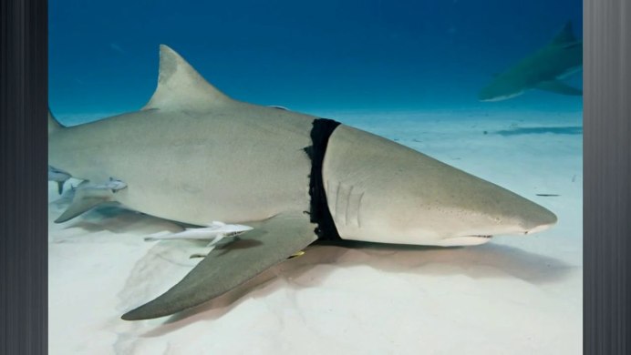 Lemon Shark