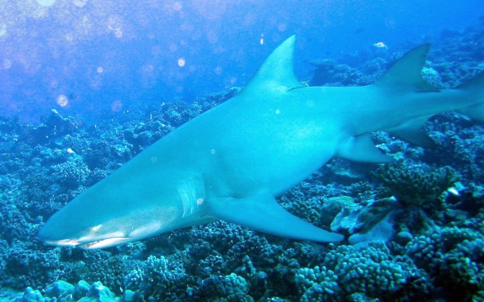 Negaprion acutidens