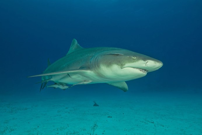 Negaprion brevirostris