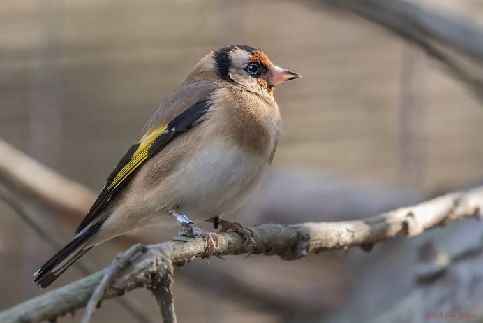 Carduelis caniceps седоголовый щегол