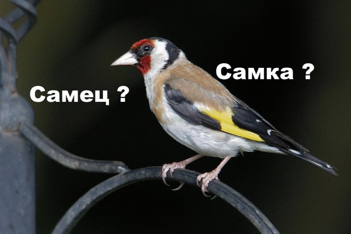 Щегол Майер пение