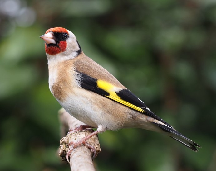 Обыкновенный щегол Carduelis Carduelis