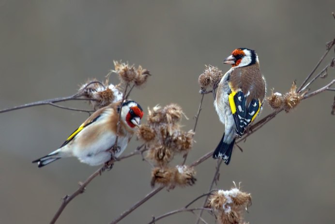 Щегол черноголовый Carduelis Carduelis