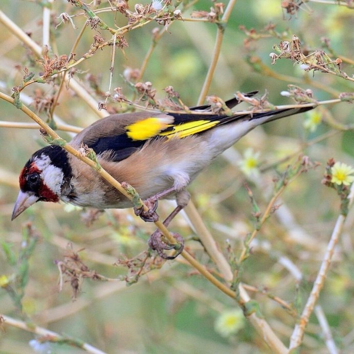 Обыкновенный щегол Carduelis Carduelis