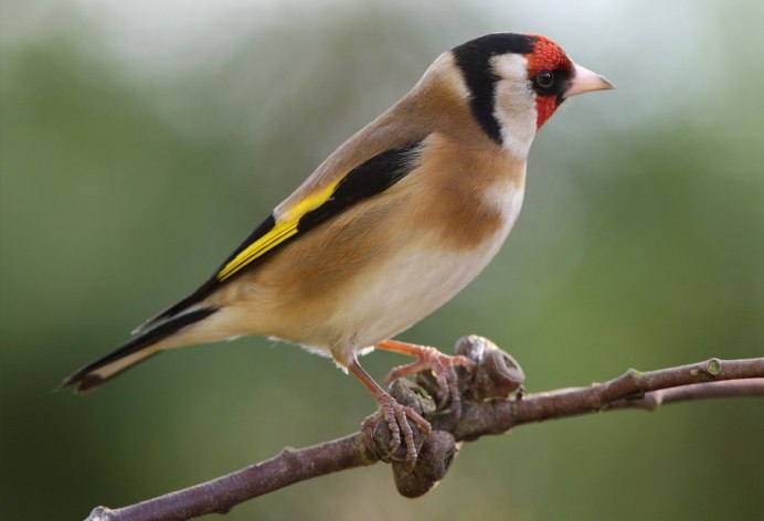 Щегол (Carduelis Carduelis)