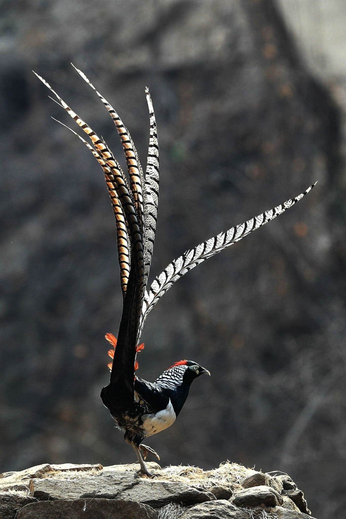 Pytilia phoenicoptera