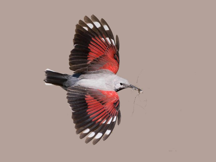 Стенолаз (Tichodroma muraria)