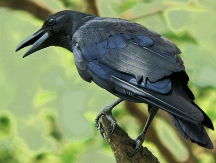 Lycocorax pyrrhopterus