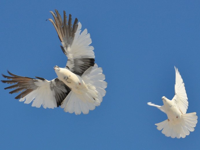 Белый голубь в полете