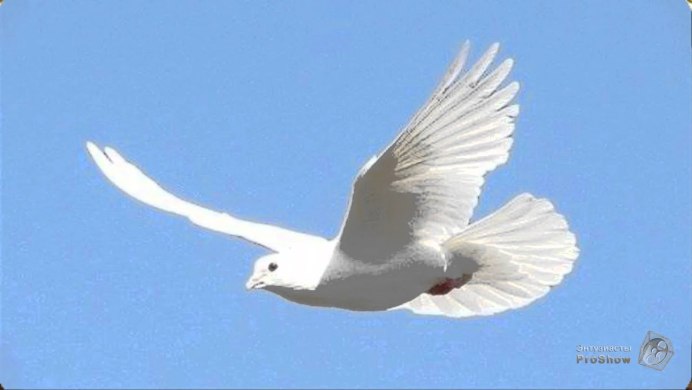 Голубь в небе в полете