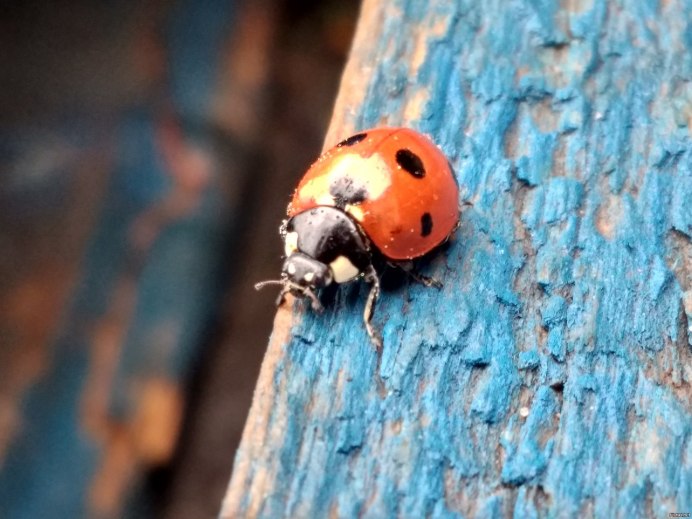Божьи коровки зимуют