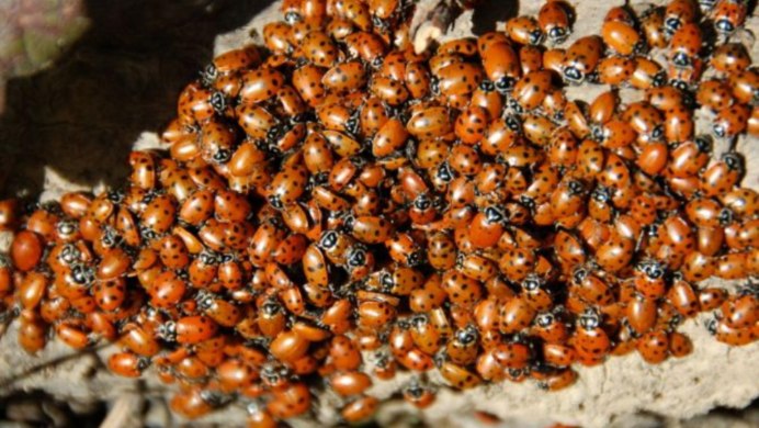 Божьи коровки