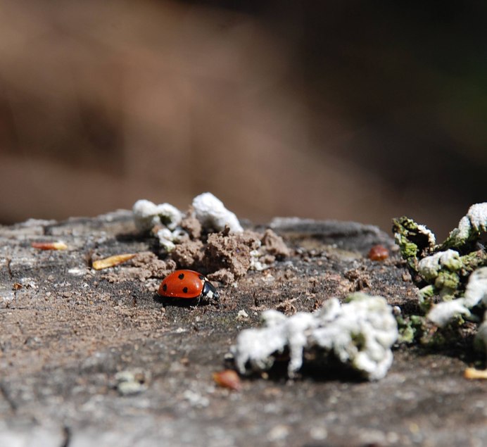 Божья коровка зимой