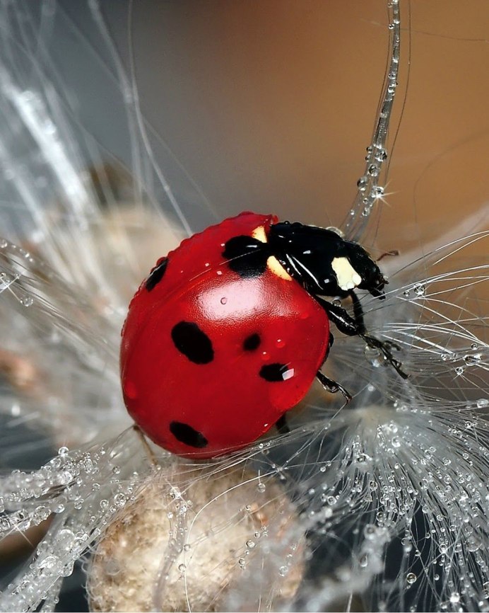 Нашествие Божьих коровок