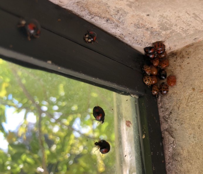 Насекомые зимуют