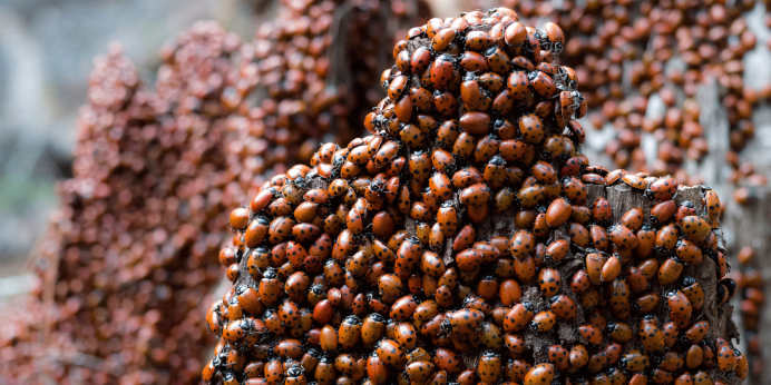 Нашествие Божьих коровок