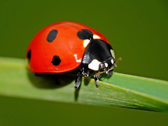 Рой Божьих коровок в Анапе