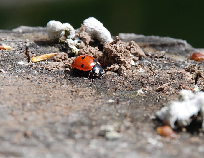 Божья коровка зимой