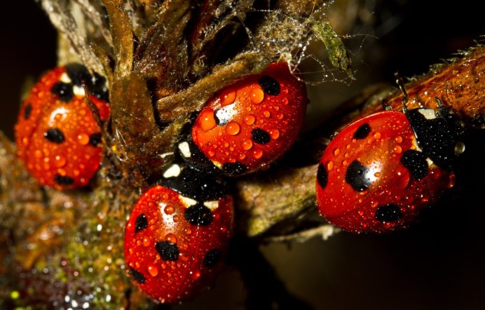 Божья коровка и снег