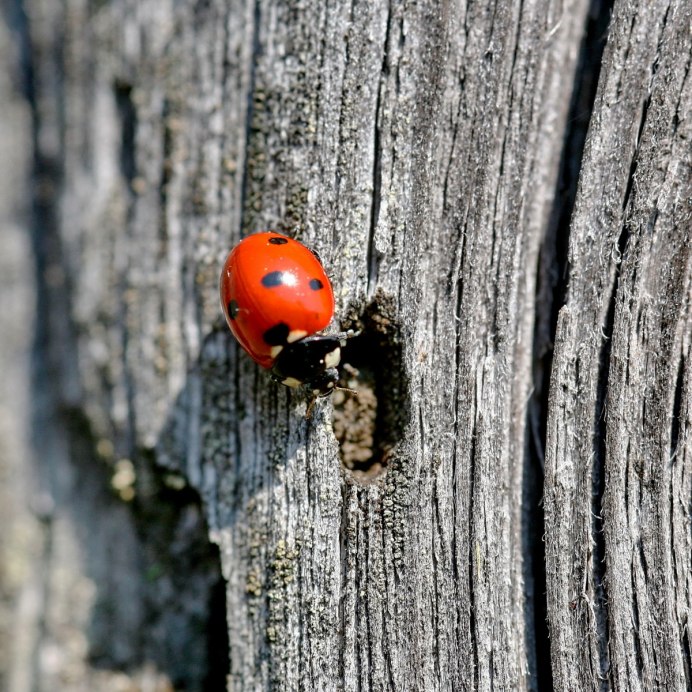 Minuscule - best of Ladybug / best of Coccinelle
