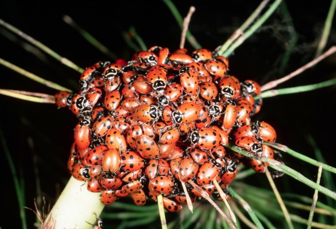 Животные защитники сада 2 класс окружающий мир