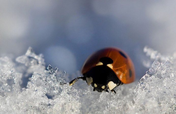 Зимовка Божьих коровок
